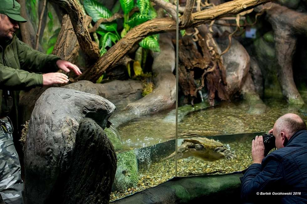  Egzotyczny i niebezpieczny żółw trafił do zoo w Zamościu  - Autor: Bartek Gorzkowski