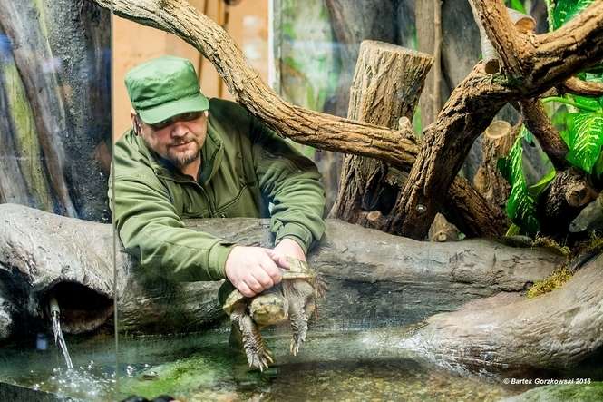 Egzotyczny i niebezpieczny żółw trafił do zoo w Zamościu - Autor: Bartek Gorzkowski