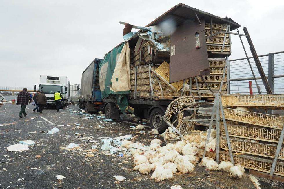  Wypadek na obwodnicy: Zderzyły się dwie ciężarówki, w jednej były kurczaki (zdjęcie 8) - Autor: Maciej Kaczanowski