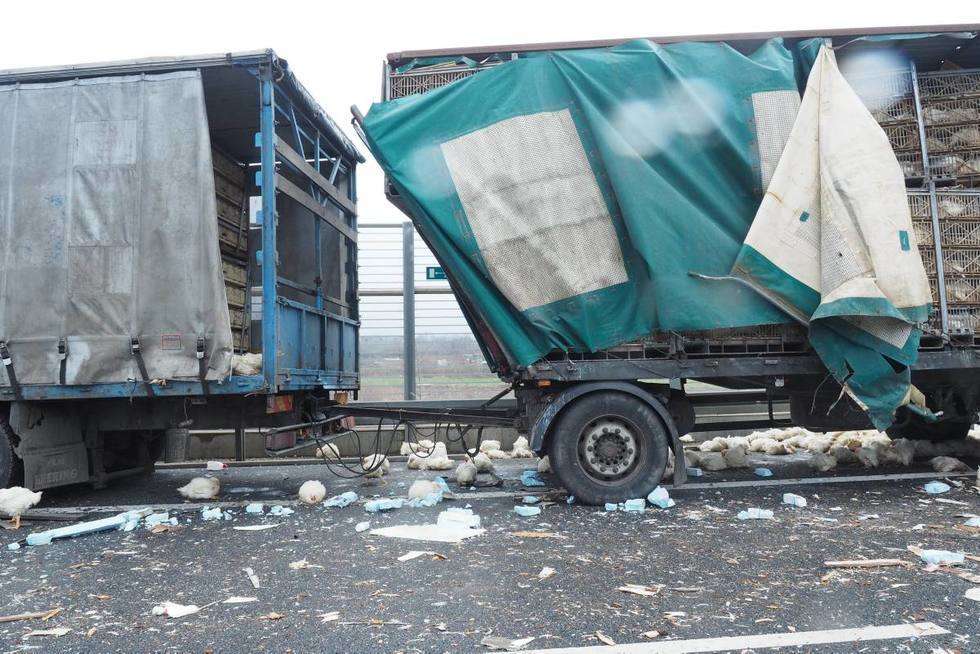  Wypadek na obwodnicy: Zderzyły się dwie ciężarówki, w jednej były kurczaki (zdjęcie 18) - Autor: Maciej Kaczanowski