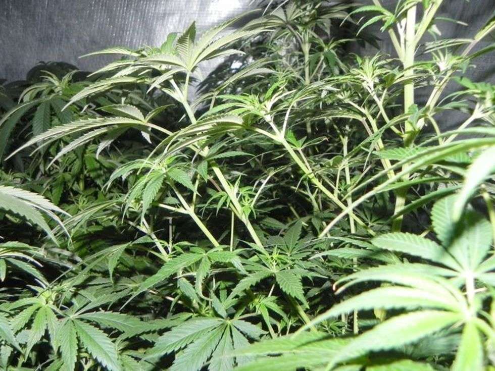  Plantacja marihuany (zdjęcie 2) - Autor: Policja