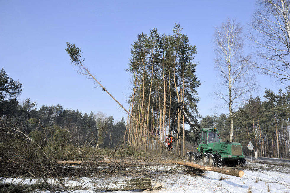  Budowa S17. Wycinka drzew na odcinku Skrudki - Kurów Zachód (zdjęcie 2) - Autor: Krzysztof Nalewajko/GDDKiA