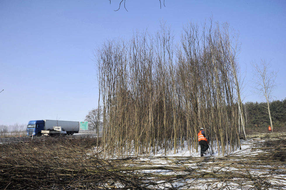  Budowa S17. Wycinka drzew na odcinku Skrudki - Kurów Zachód (zdjęcie 11) - Autor: Krzysztof Nalewajko/GDDKiA
