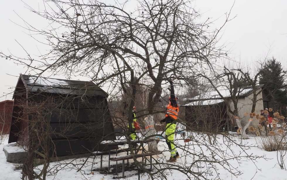  Wycinka drzew pod budowę przedłużenia ul. Monte Cassino (zdjęcie 10) - Autor: Wojciech Nieśpiałowski