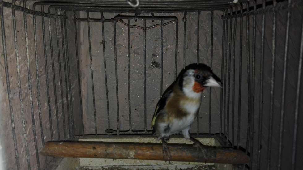  Bezprawnie trzymał chronione ptaki (zdjęcie 2) - Autor: Straż Miejska w Lublinie