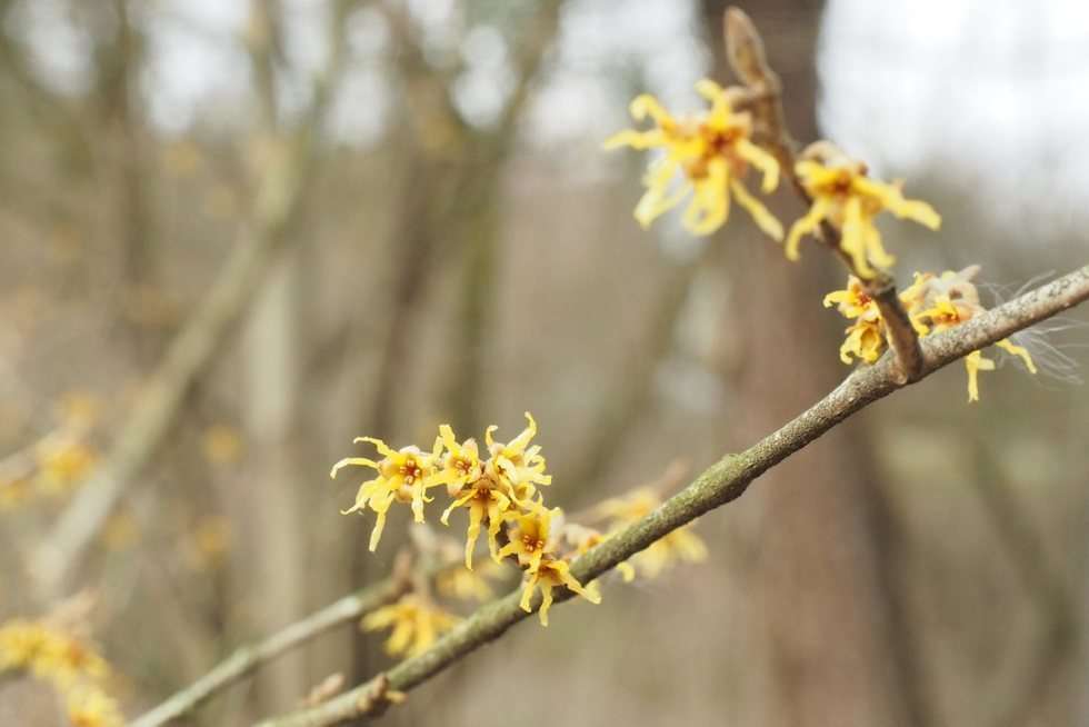  Pierwsze oznaki wiosny w Ogrodzie Botanicznym UMCS  - Autor: Maciej Kaczanowski
