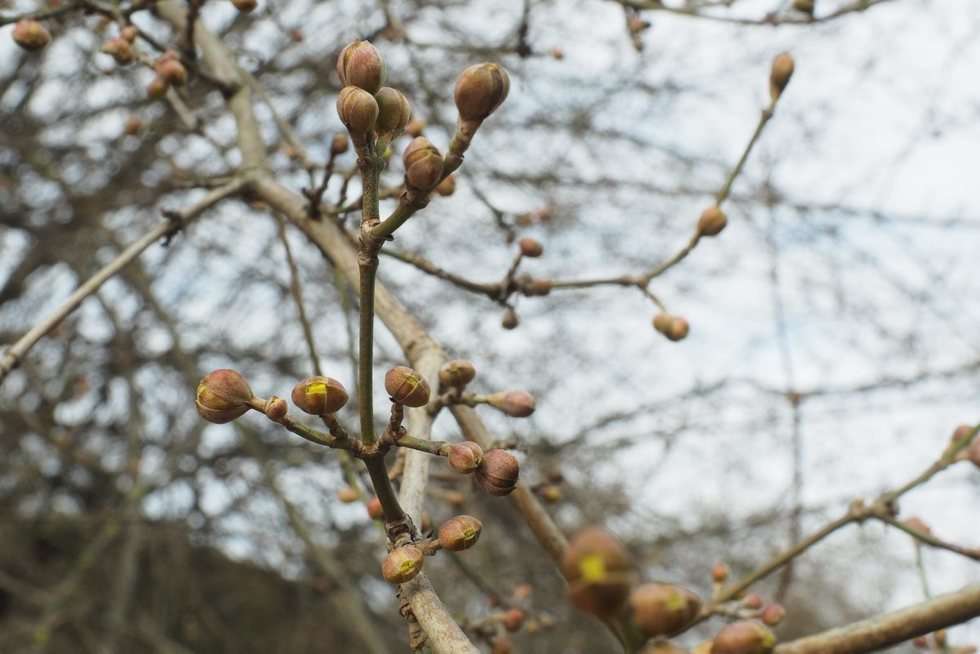  Pierwsze oznaki wiosny w Ogrodzie Botanicznym UMCS (zdjęcie 29) - Autor: Maciej Kaczanowski