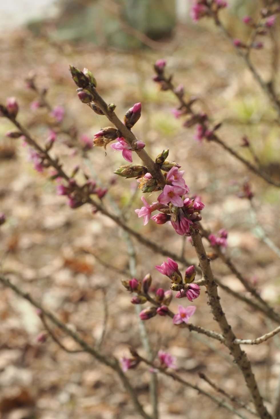  Pierwsze oznaki wiosny w Ogrodzie Botanicznym UMCS (zdjęcie 9) - Autor: Maciej Kaczanowski