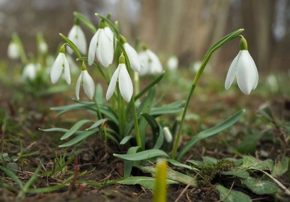  Pierwsze oznaki wiosny w Ogrodzie Botanicznym UMCS (zdjęcie 28) - Autor: Maciej Kaczanowski