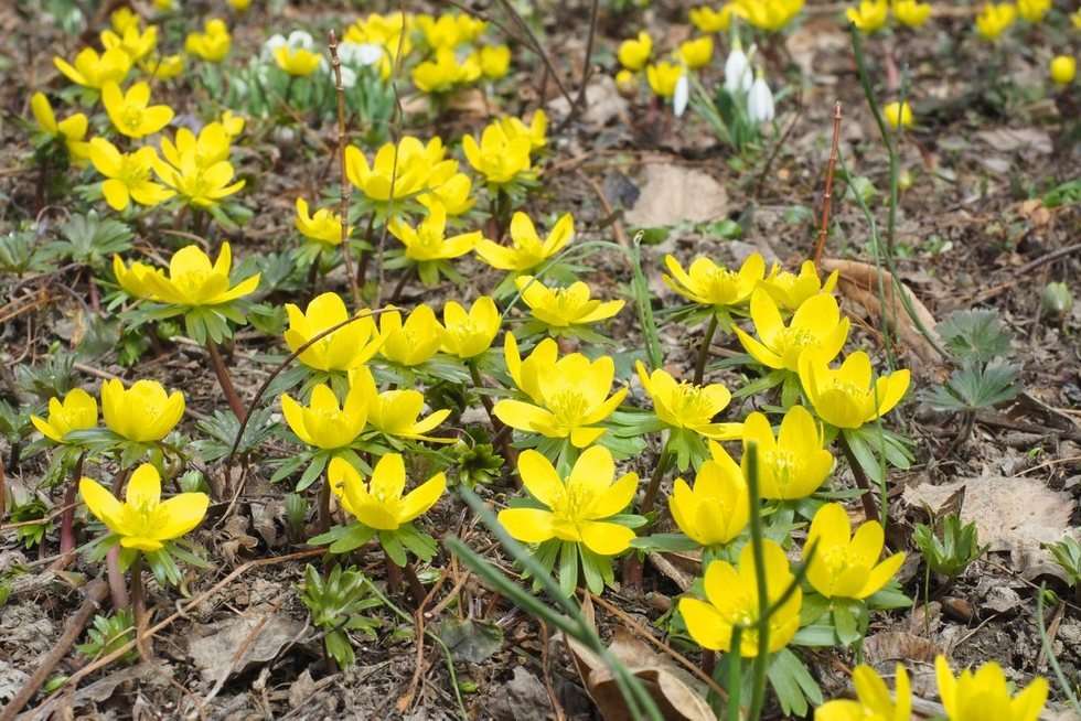  Pierwsze oznaki wiosny w Ogrodzie Botanicznym UMCS (zdjęcie 21) - Autor: Maciej Kaczanowski