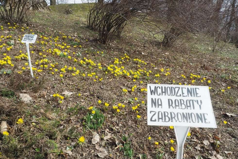  Pierwsze oznaki wiosny w Ogrodzie Botanicznym UMCS (zdjęcie 19) - Autor: Maciej Kaczanowski