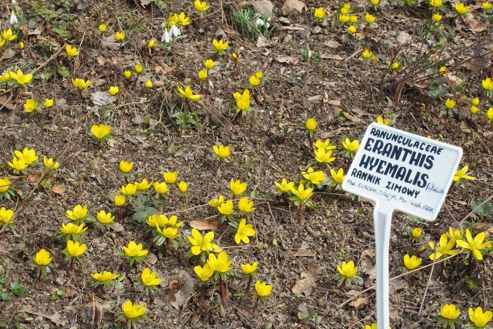  Pierwsze oznaki wiosny w Ogrodzie Botanicznym UMCS (zdjęcie 22) - Autor: Maciej Kaczanowski