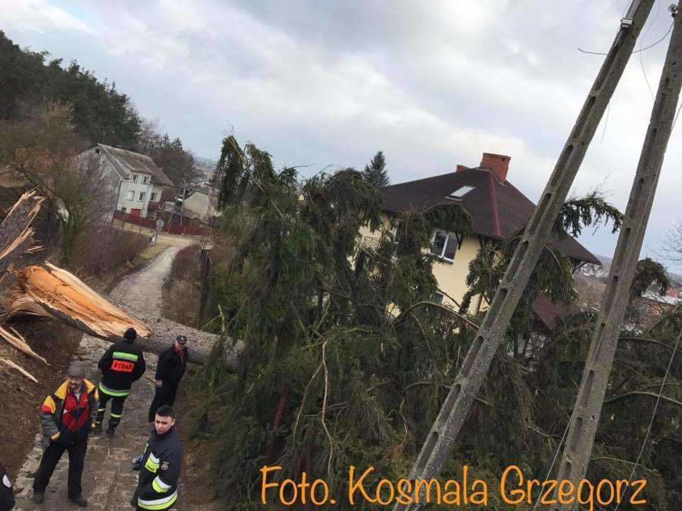  Góra Puławska: Drzewo runęło na drogę (zdjęcie 4) - Autor: Grzegorz Kosmala
