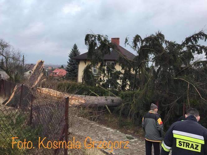 Góra Puławska: Drzewo runęło na drogę