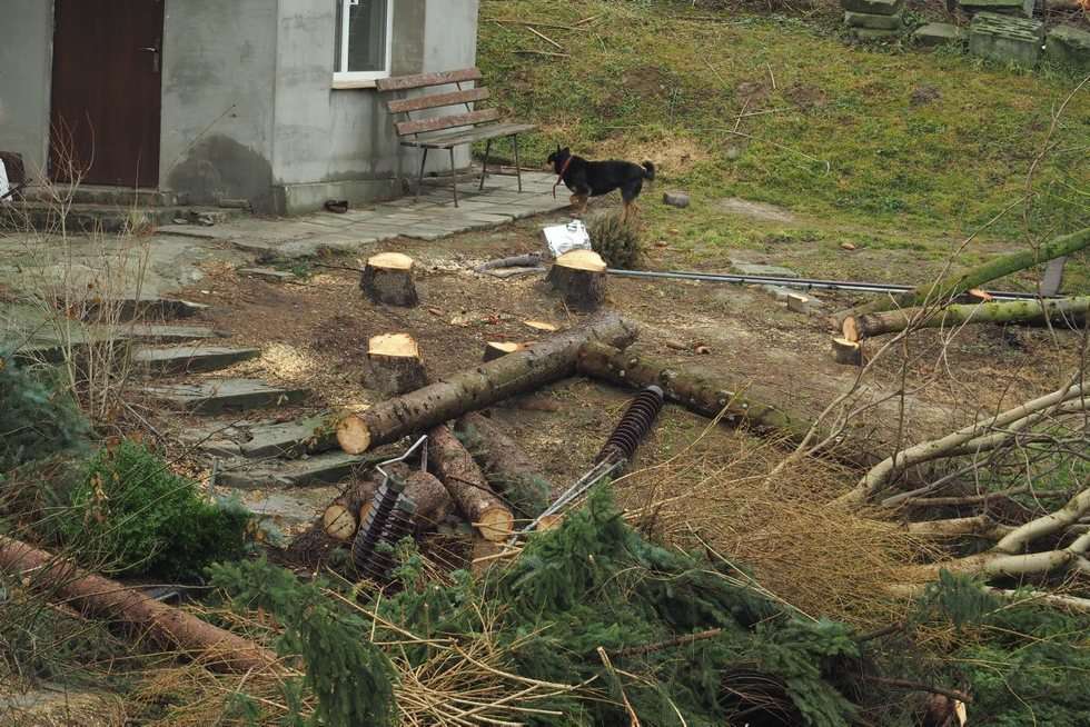  Wycinka drzew przy ul. Nałęczowskiej w Lublinie (zdjęcie 31) - Autor: Maciej Kaczanowski