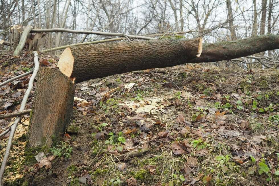  Wycinka drzew przy ul. Nałęczowskiej w Lublinie (zdjęcie 13) - Autor: Maciej Kaczanowski