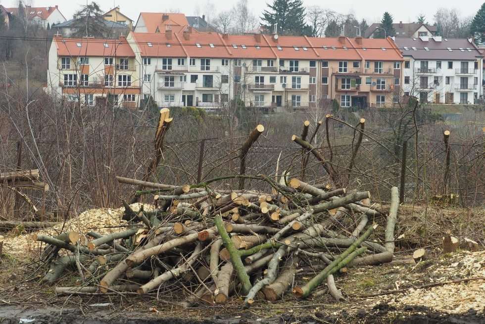  Wycinka drzew przy ul. Nałęczowskiej w Lublinie (zdjęcie 29) - Autor: Maciej Kaczanowski