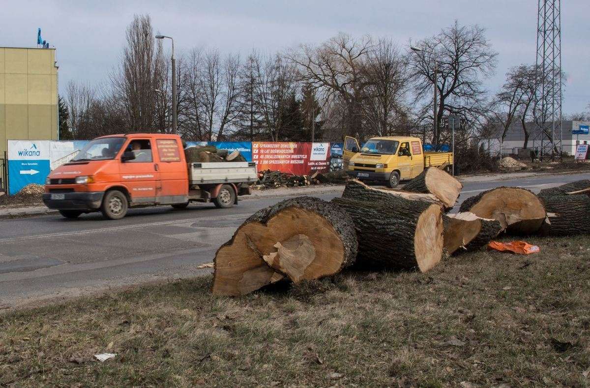 Wycinka drzew przy ul. Nałęczowskiej w Lublinie