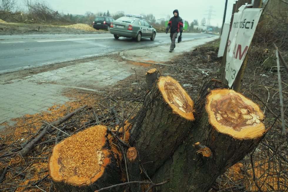  Wycinka drzew przy ul. Nałęczowskiej w Lublinie (zdjęcie 18) - Autor: Maciej Kaczanowski