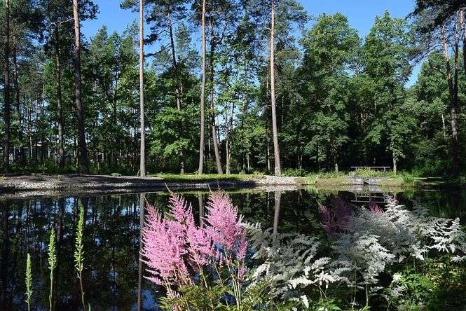 Arboretum leśne w Nadleśnictwie Janów Lubelski 