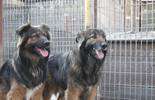 Psy do adopcji ze schroniska w Krzesimowie (zdjęcie 3)