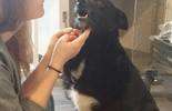 Psy do adopcji ze schroniska w Krzesimowie (zdjęcie 5)