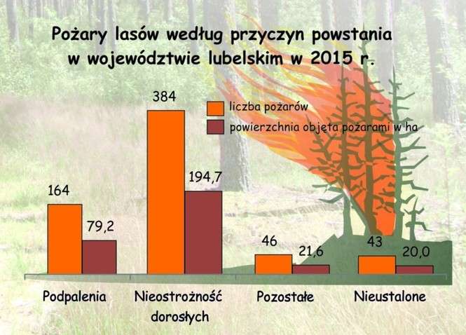 Lasy w województwie lubelskim - Autor: Urząd Statystyczny w Lublinie