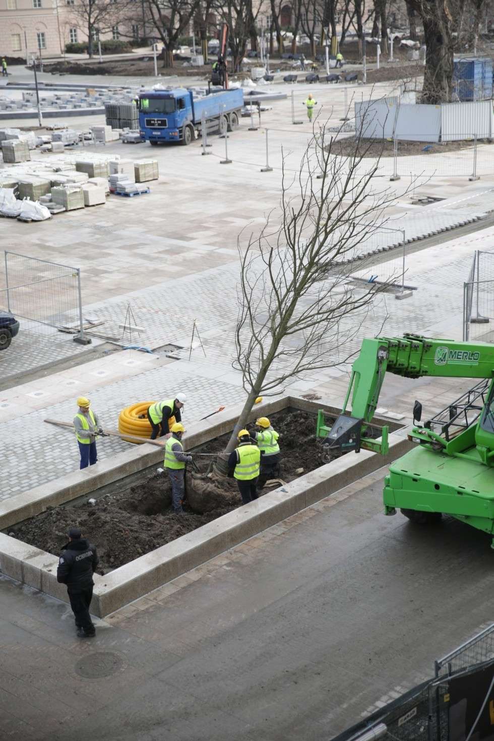  Nowe drzewa na placu Litewskim (zdjęcie 12) - Autor: Paweł Buczkowski