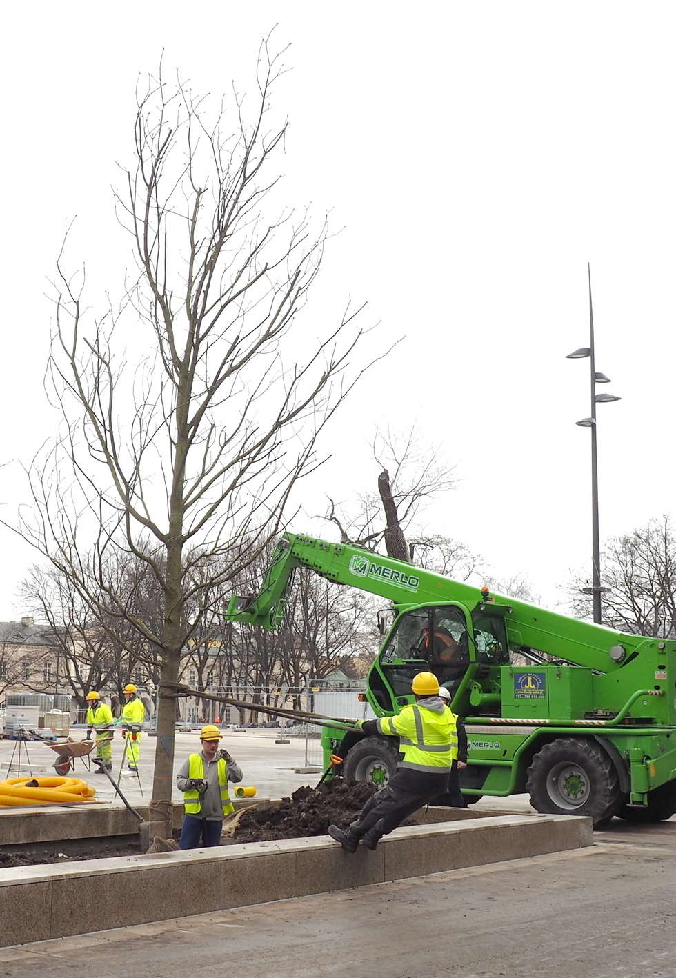  Nowe drzewa na placu Litewskim (zdjęcie 6) - Autor: Maciej Kaczanowski