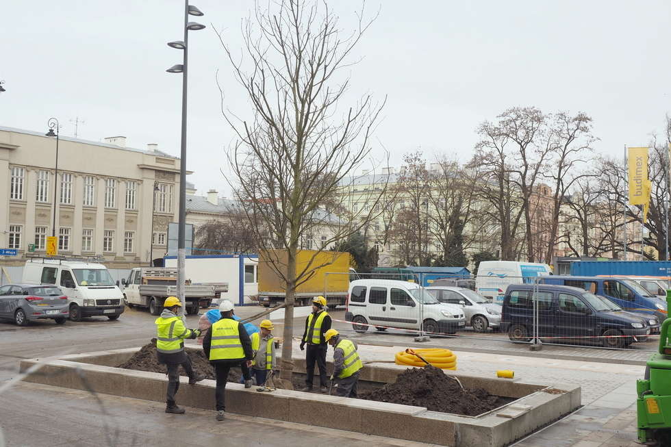  Nowe drzewa na placu Litewskim (zdjęcie 3) - Autor: Maciej Kaczanowski