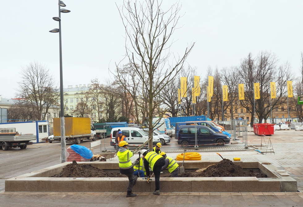  Nowe drzewa na placu Litewskim (zdjęcie 5) - Autor: Maciej Kaczanowski