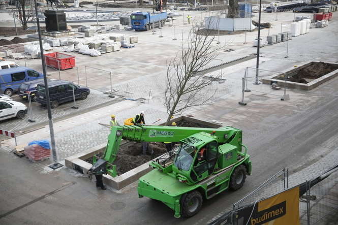 Nowe drzewa na placu Litewskim
