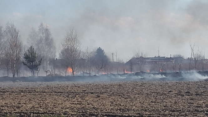 Pożar traw w Głusku - Autor: Małgorzata Kieliszek