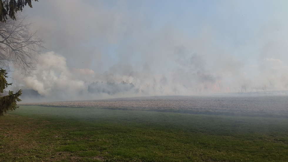  Pożar traw w Głusku (zdjęcie 3) - Autor: Małgorzata Kieliszek