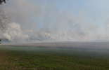 Pożar traw w Głusku (zdjęcie 3)