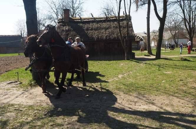 Orka w Muzeum Wsi Lubelskiej w Lublinie - Autor: Wojciech Nieśpiałowski