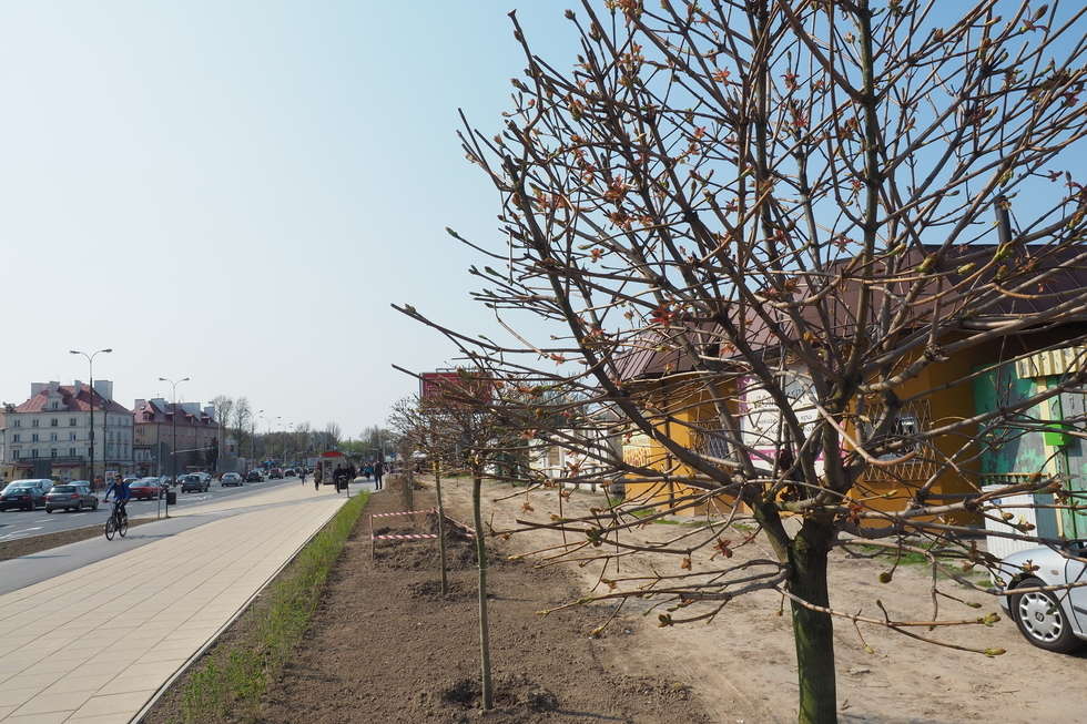  Al. Tysiąclecia: Sadzą drzewa, które mają zasłonić kioski  - Autor: Maciej Kaczanowski