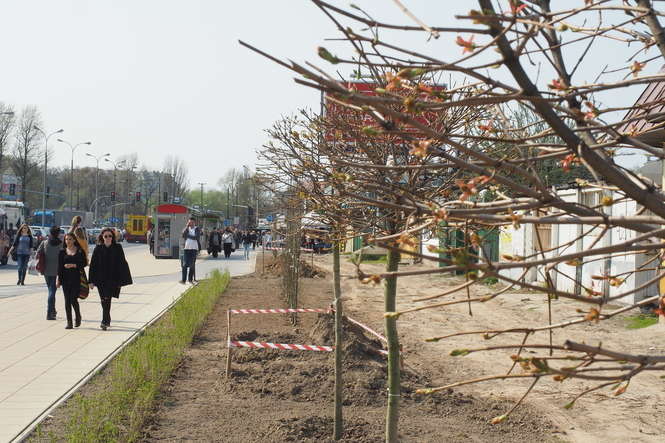 Al. Tysiąclecia: Sadzą drzewa, które mają zasłonić kioski - Autor: Maciej Kaczanowski