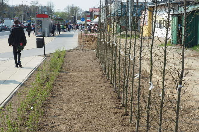 Al. Tysiąclecia: Sadzą drzewa, które mają zasłonić kioski