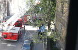 Strażacy zdejmowali kota z dachu (zdjęcie 4)