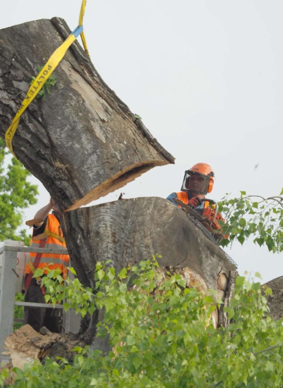  Plac Litewski: Wycięcie 120-letniej topoli czarnej zwanej Baobabem (zdjęcie 33) - Autor: Maciej Kaczanowski