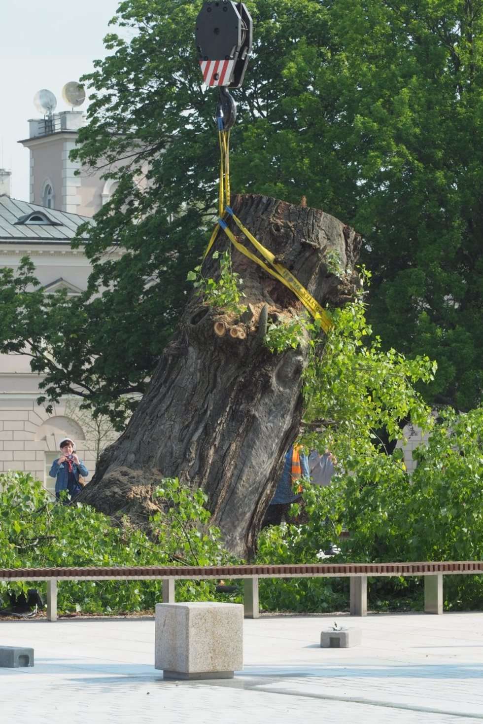  Plac Litewski: Wycięcie 120-letniej topoli czarnej zwanej Baobabem (zdjęcie 9) - Autor: Maciej Kaczanowski