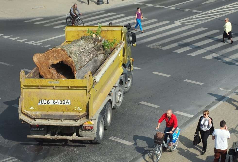 Plac Litewski: Wycięcie 120-letniej topoli czarnej zwanej Baobabem (zdjęcie 14) - Autor: Maciej Kaczanowski