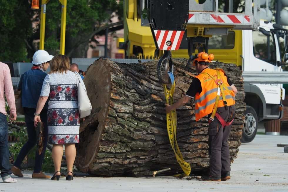  Plac Litewski: Wycięcie 120-letniej topoli czarnej zwanej Baobabem (zdjęcie 18) - Autor: Maciej Kaczanowski
