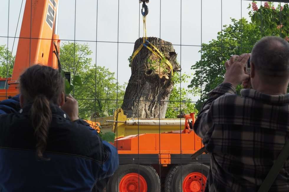  Plac Litewski: Wycięcie 120-letniej topoli czarnej zwanej Baobabem (zdjęcie 6) - Autor: Maciej Kaczanowski