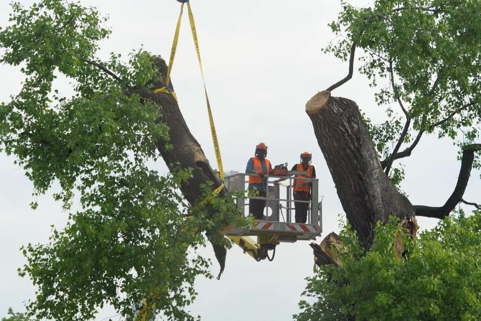  Plac Litewski: Wycięcie 120-letniej topoli czarnej zwanej Baobabem (zdjęcie 1) - Autor: Maciej Kaczanowski