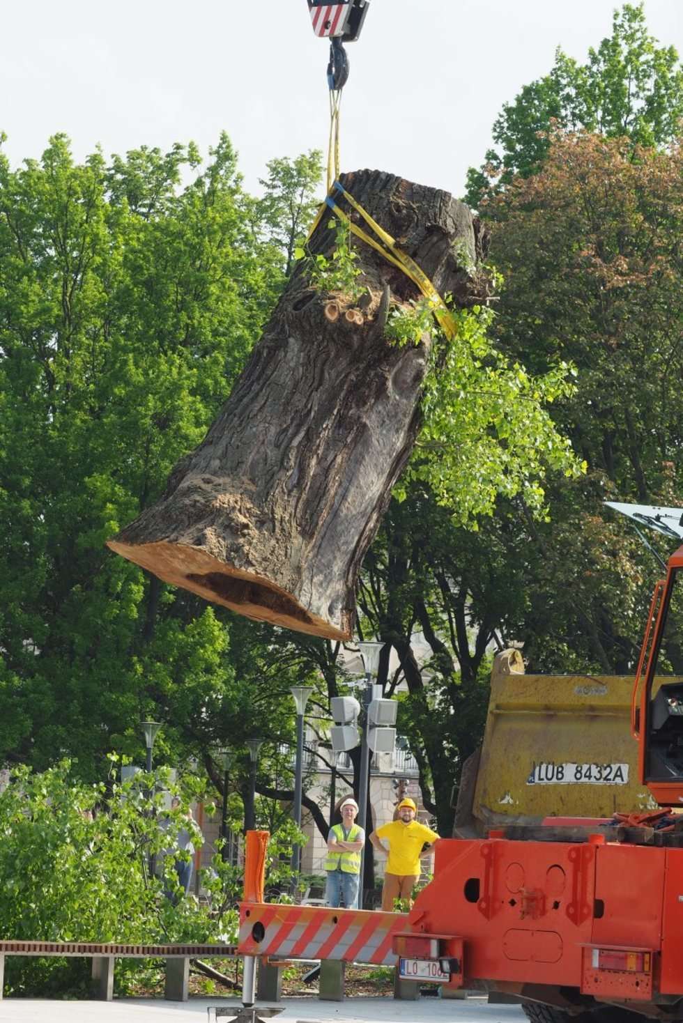  Plac Litewski: Wycięcie 120-letniej topoli czarnej zwanej Baobabem (zdjęcie 7) - Autor: Maciej Kaczanowski