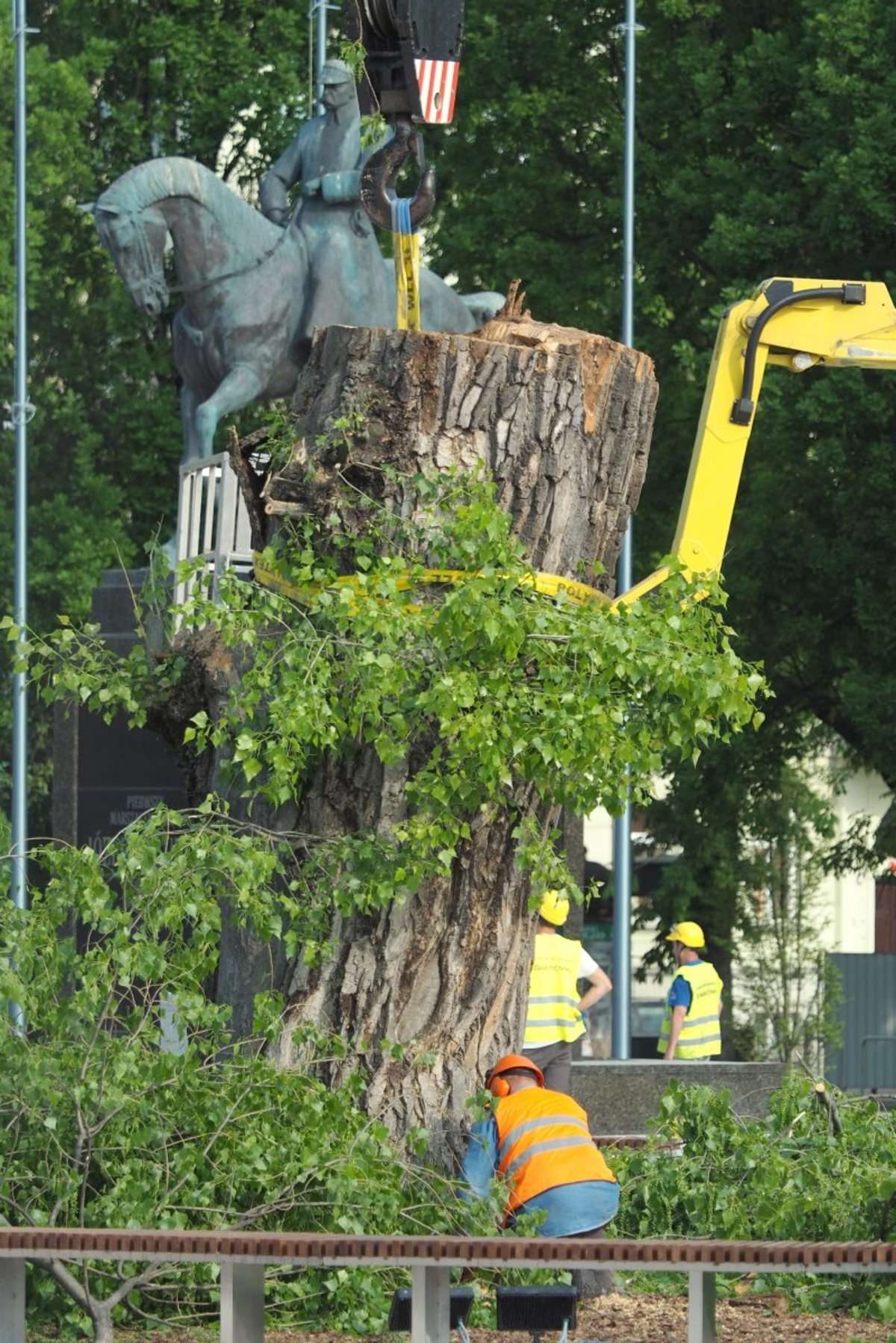 Plac Litewski: Wycięcie 120-letniej topoli czarnej zwanej Baobabem