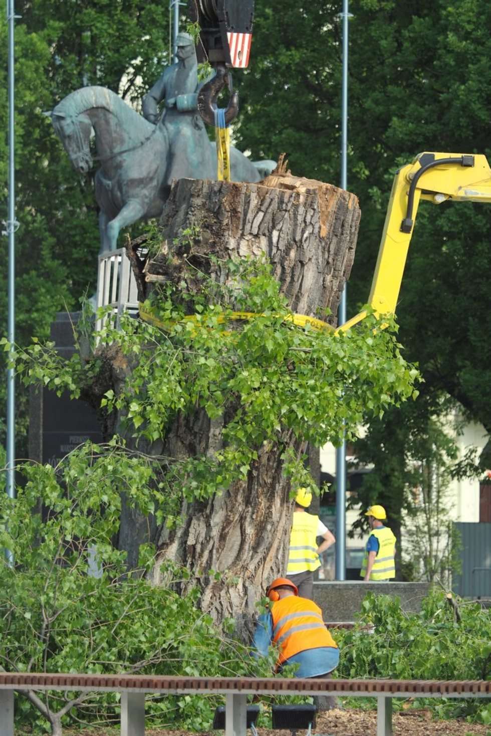  Plac Litewski: Wycięcie 120-letniej topoli czarnej zwanej Baobabem (zdjęcie 15) - Autor: Maciej Kaczanowski