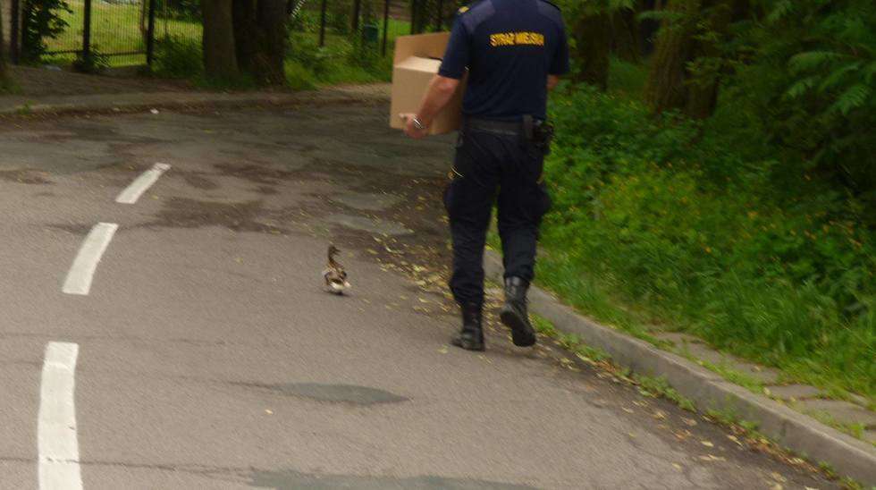  Straż Miejska uratowała kaczki (zdjęcie 2) - Autor: Straż Miejska